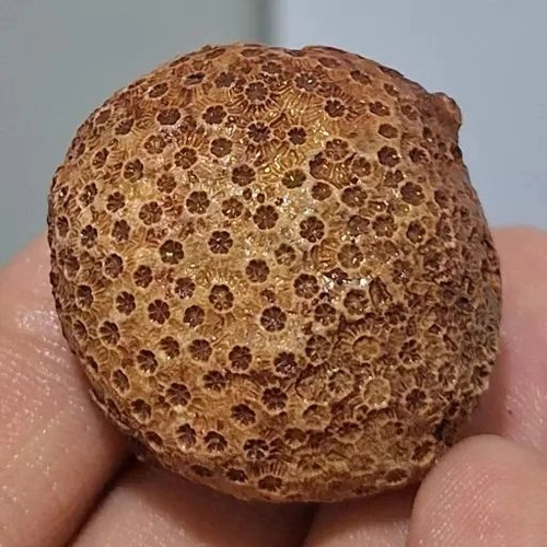 فسیل مرجان طبیعی