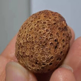 فسیل مرجان طبیعی