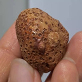 فسیل مرجان طبیعی