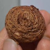 فسیل مرجان طبیعی