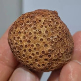 فسیل مرجان طبیعی