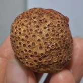 فسیل مرجان طبیعی