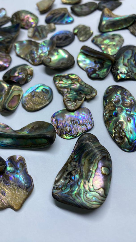 قیمت وسفارش صدف آبالون