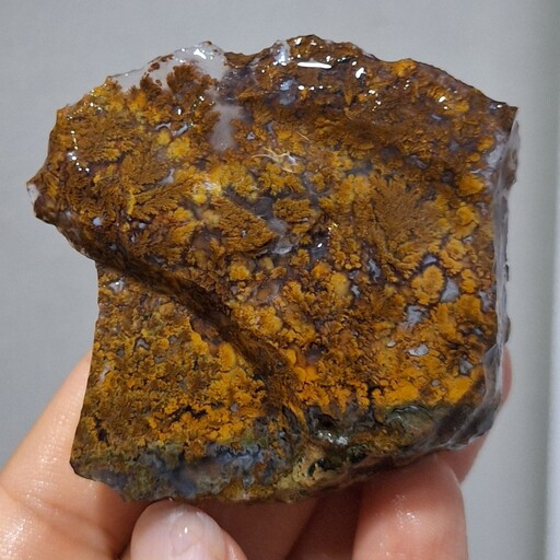 قیمت وخریدراف خام شجرمنظره هفت رنگ