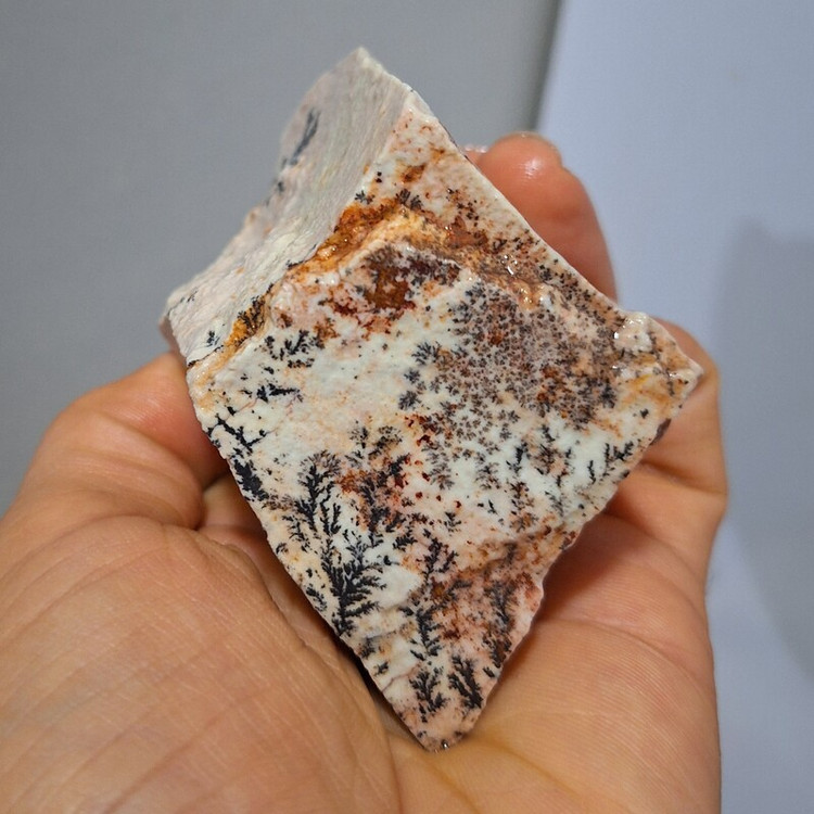 قیمت وخریدشجردندریتی