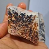 مشخصات قیمت وسفارش فسیل شجردندریتی