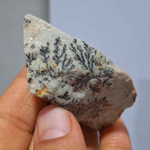 شجردندریتی