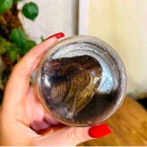 قیمت وخرید صدف کادویی به همراه مروارید